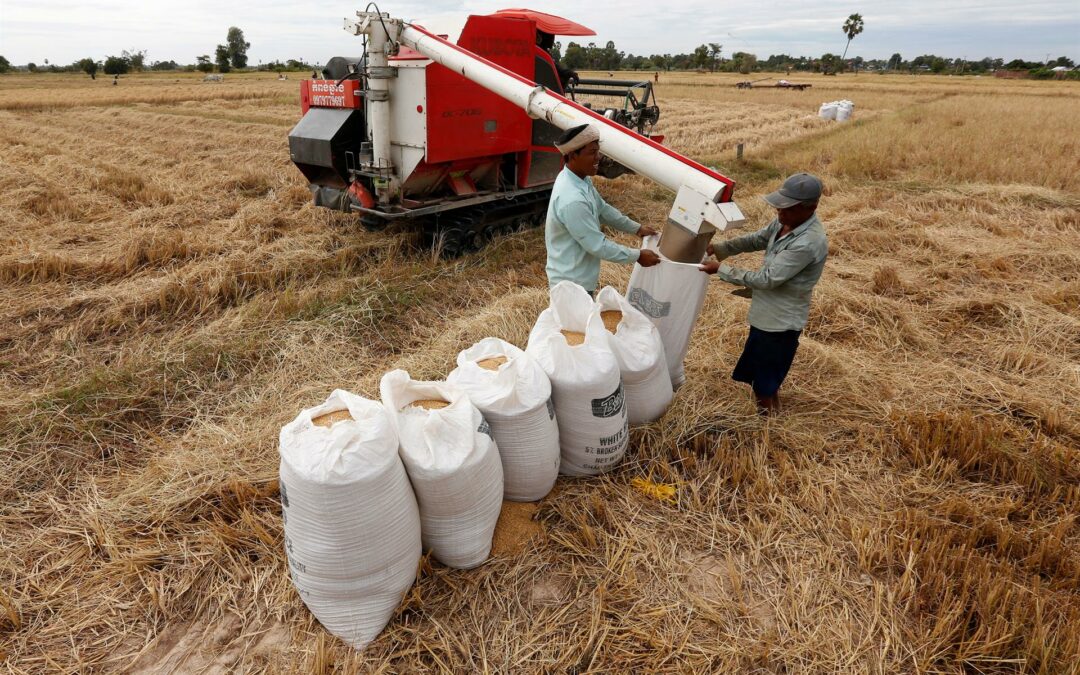 Los precios mundiales de los alimentos aumentaron un 1,1 % en enero