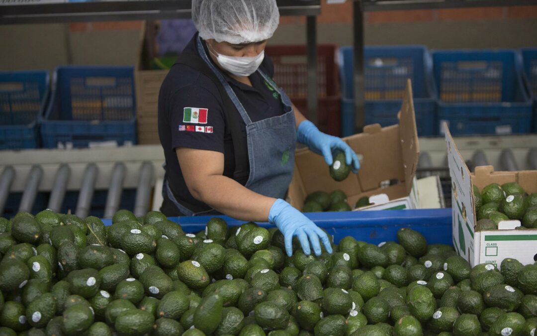 México pedirá a Costa Rica que cumpla con decisión de la OMC sobre aguacate