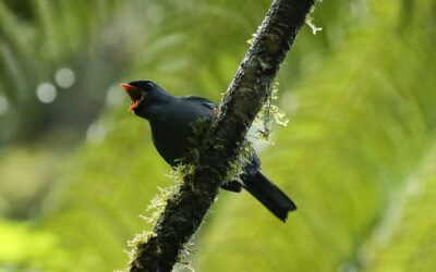 Acuerdo de Escazú, de logro a deuda ambiental de Costa Rica