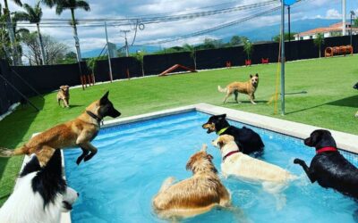 Mercado de lujo para mascotas se abre paso en Costa Rica