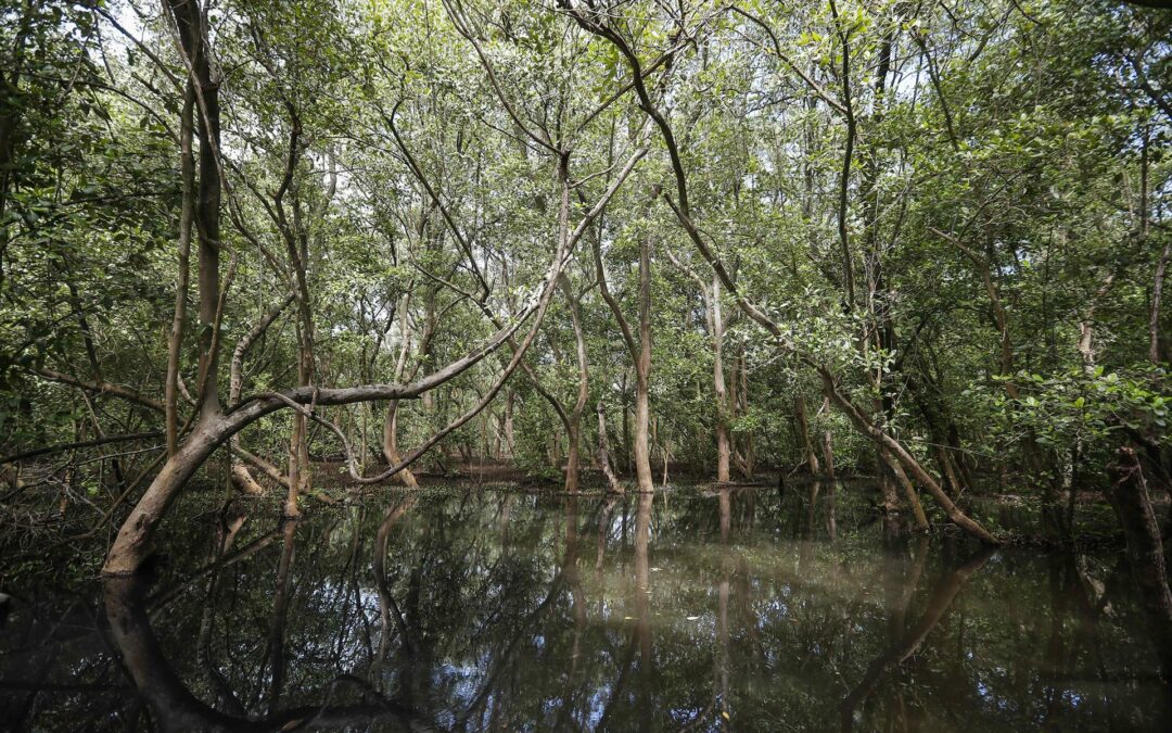 Los manglares, ecosistemas que Costa Rica busca proteger con una visión conjunta