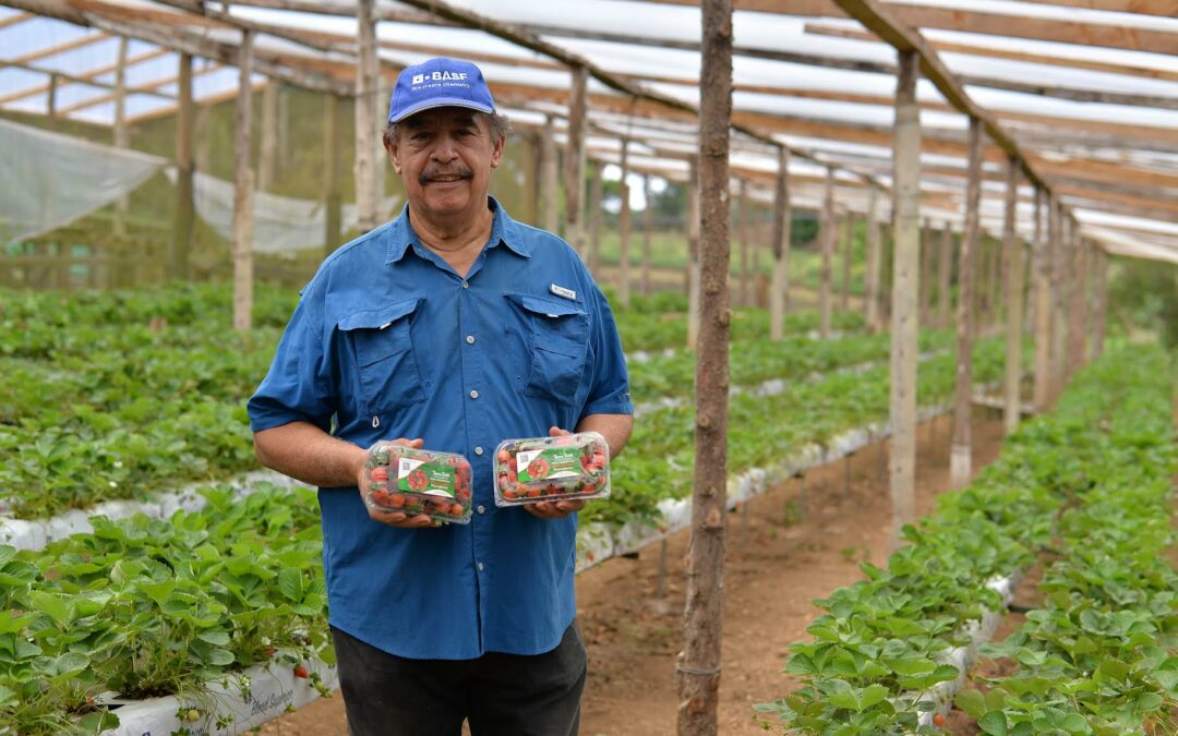 Comercialización de fresas nicaragüenses se vuelve realidad