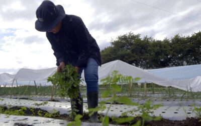 Costa Rica: Capacitarán a agricultores de Guanacaste en mercadeo, manejo de alimentos y trabajo en equipo