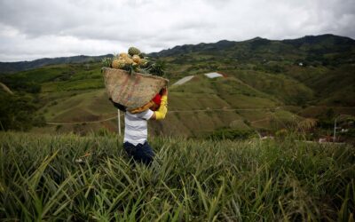 FAO: En 10 años, Latinoamérica incrementará superavit agroalimentario en 28 %
