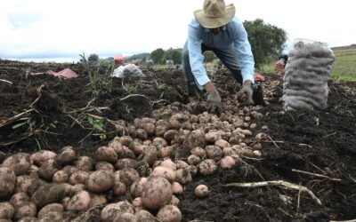 IICA y CropLife capacitan a funcionarios sobre buenas prácticas agrícolas en Centroamérica