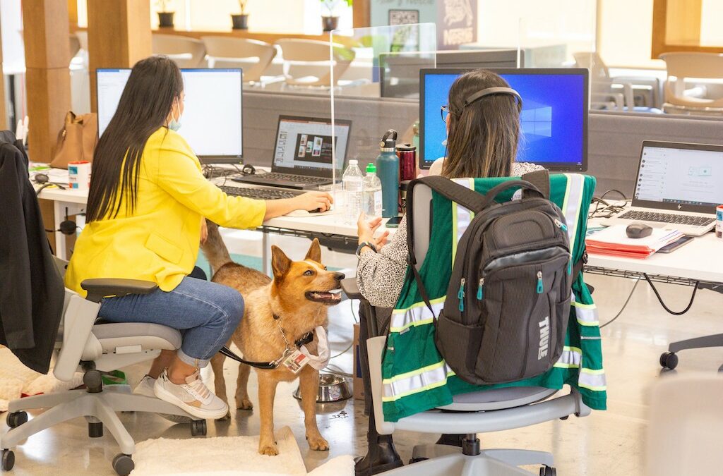 ¿Mascotas en el trabajo? Conozca los beneficios de llevar perros a la oficina