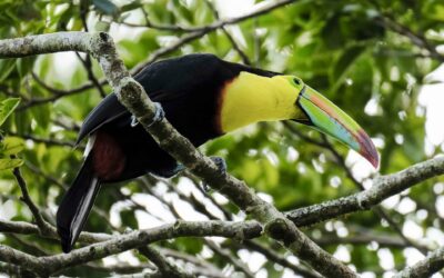 Costa Rica investiga vínculos entre la tenencia de animales silvestres y lavado