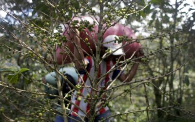 La crisis climática, roya y bajos precios afectan la caficultura de Honduras