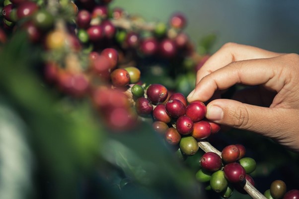 El precio del café y más datos de este commodity