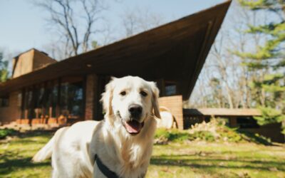 En Costa Rica, más del 30% de los espacios  a través Airbnb son aptos para mascotas