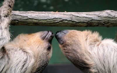 Abre un centro de cuidado para los osos perezosos en una reserva de Costa Rica