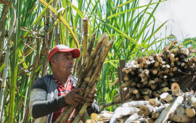 Panamá pone en marcha política para que la agricultura sea motor del desarrollo económico