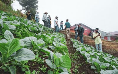 Costa Rica: Costo de productos agrícolas incrementaría para los consumidores