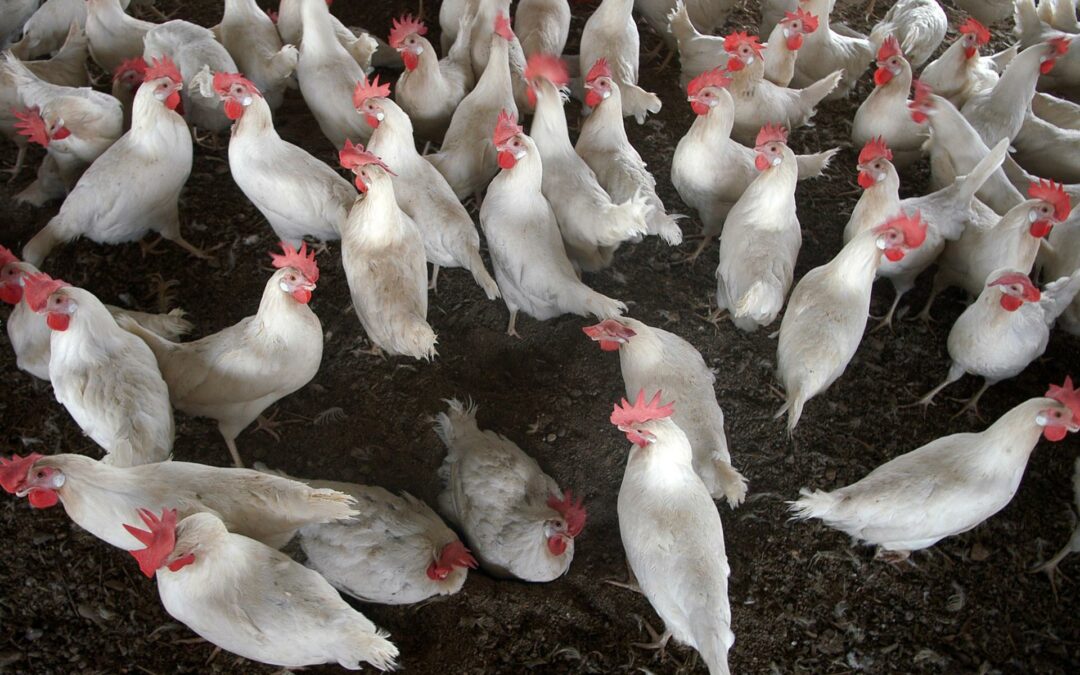 Honduras activa Plan Nacional de Emergencia ante casos de influenza aviar