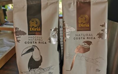 ‘Café de especialidad’ de Guanacaste se servirá en mercado holandés y Corea del Sur este 2023