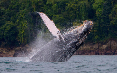 Fondo Azul Costa Rica está por alcanzar US$10 millones para conservación marina