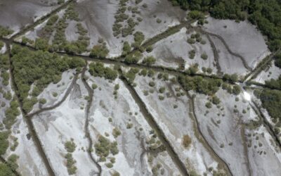 Alianza Público Privada devuelve vida a manglar en Guanacaste e impulsa empleo en la zona