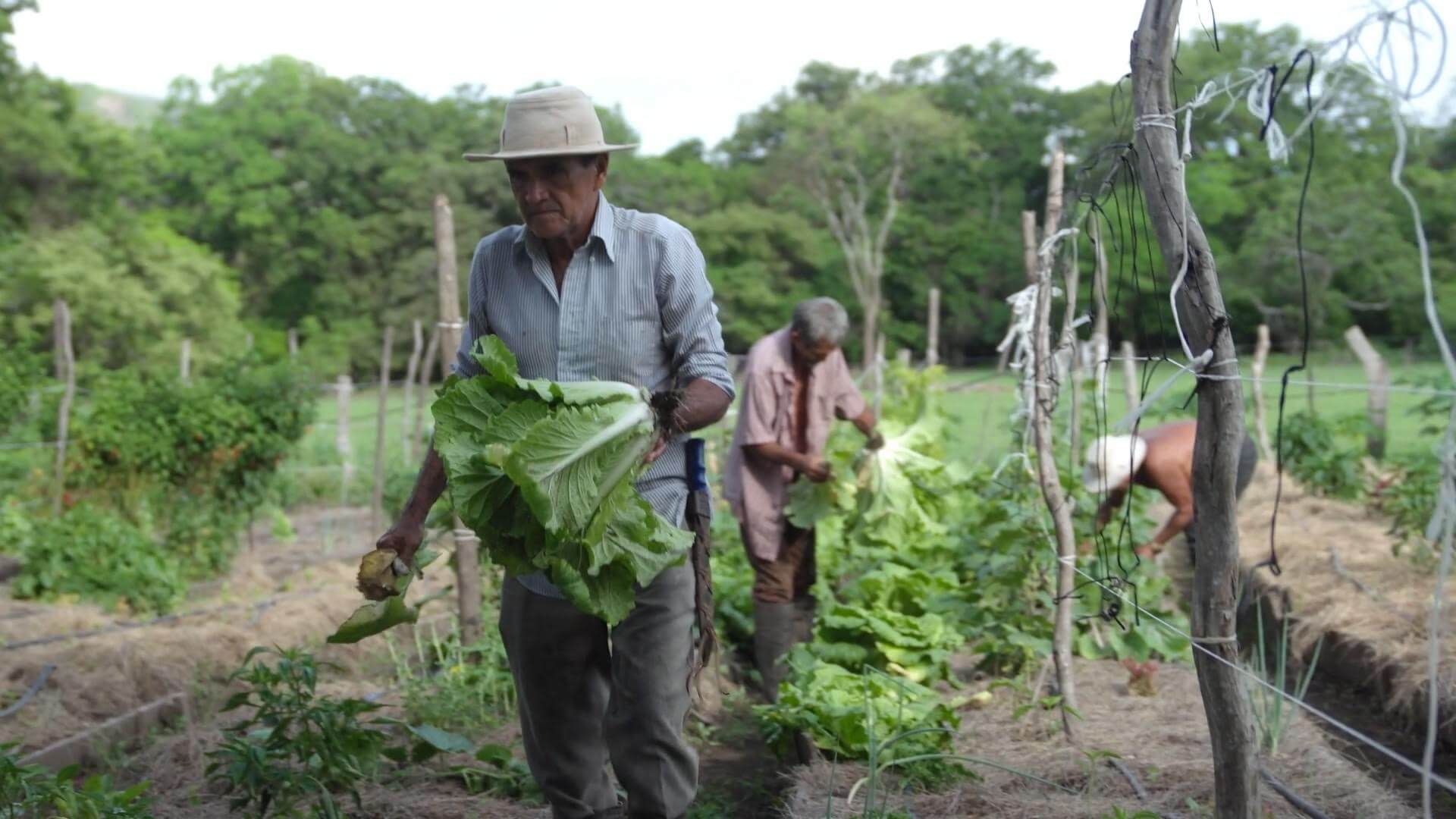 Costa Rica: Buscan agricultores en Guanacaste que deseen cultivar 100% orgánico
