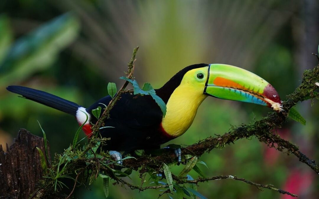 Costa Rica: A partir de este sábado se pagará más IVA por servicios turísticos
