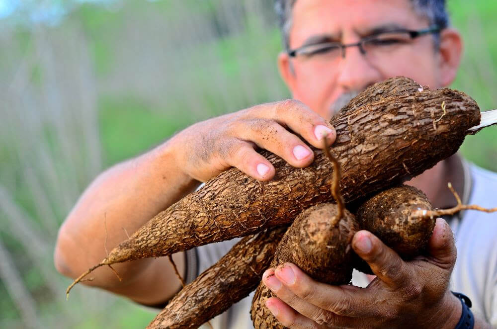 Costa Rica: Tercera edición de Agrotransformación reunirá al sector agrícola en Guanacaste