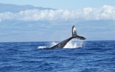 Costa Rica: Avistamiento de ballenas busca atraer el turismo en Golfo Dulce