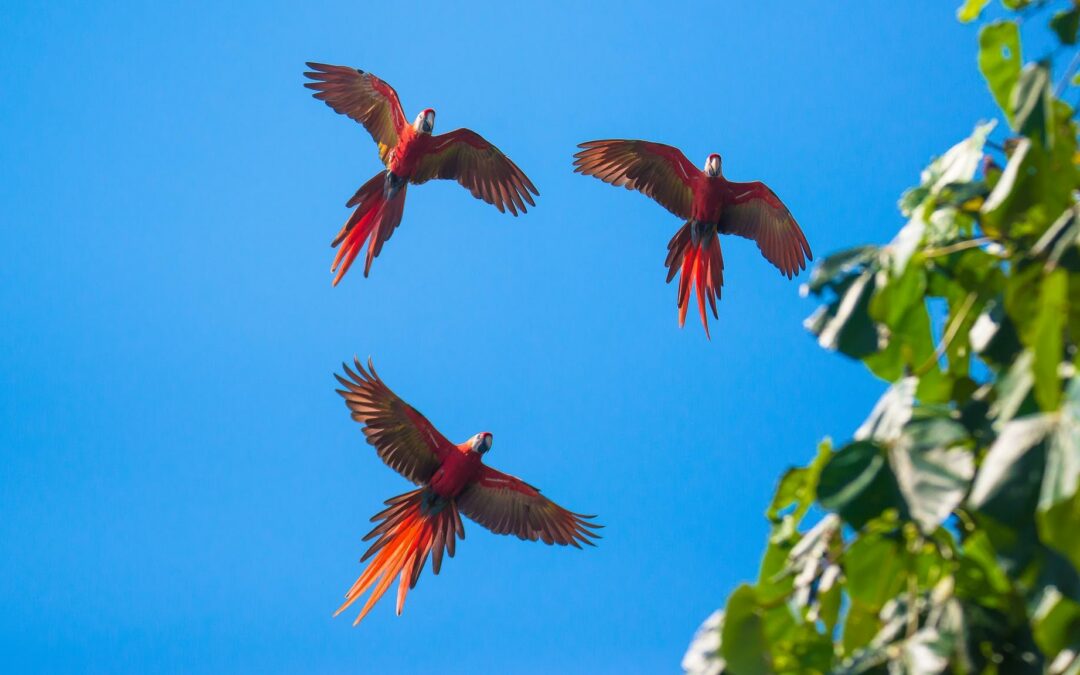 Costa Rica: Feria Nacional de la Lapa 2023 invita a honrar a esta especie y a explorar Turrubares 