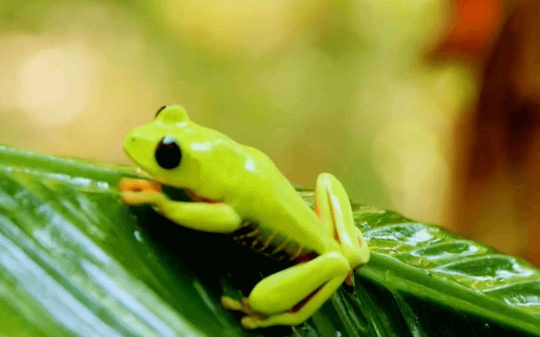 Un documental narra la riqueza biológica de Panamá, de una «naturaleza fascinante»