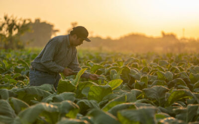 Guatemala apuesta a extender sus áreas de cultivo