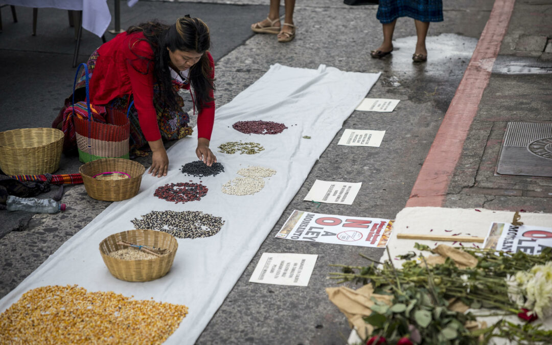 Campesinos de Guatemala protestan contra iniciativa de la «Ley Monsanto»