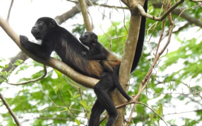 Reserva Conchal y McGuill University se alían y utilizan la IA para salvar la fauna en Costa Rica