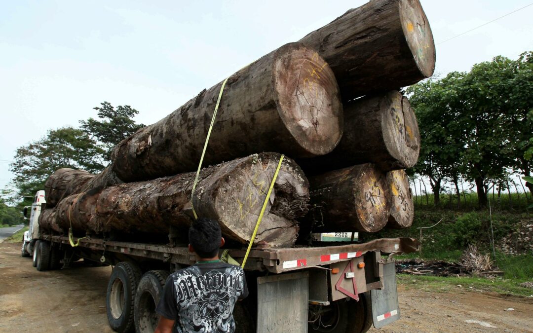UE, Brasil, Costa Rica y Panamá se unen en operativo contra el tráfico ilegal de madera