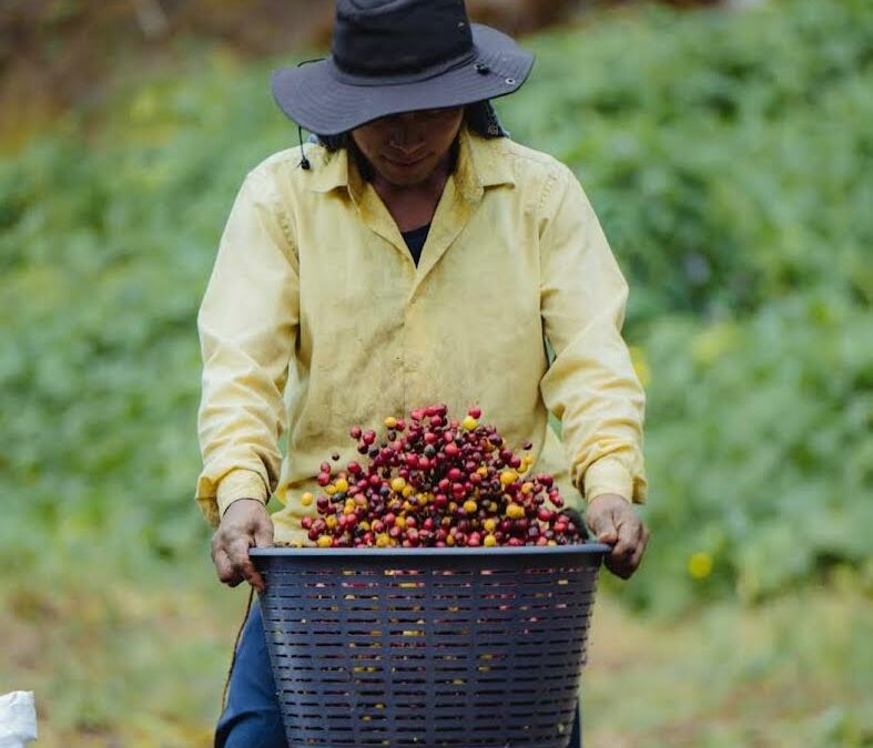 Inteligencia artificial y ciencia impulsarán el cultivo de café carbono positivo en Costa Rica