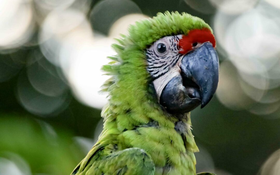 Costa Rica monitoreará el hábitat de la lapa verde con inteligencia artificial