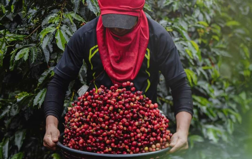 Costa Rica: ExpoCafé Tarrazú 2024 concentrará lo mejor de la industria cafetera de la zona de Los Santos