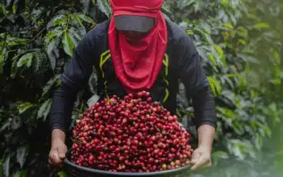 Exportaciones del café salvadoreño se disparan un 72,3 % en el ciclo 2024-2025