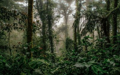 Bosques sostenibles en Costa Rica: la clave para mitigar cambio climático y promover la construcción verde