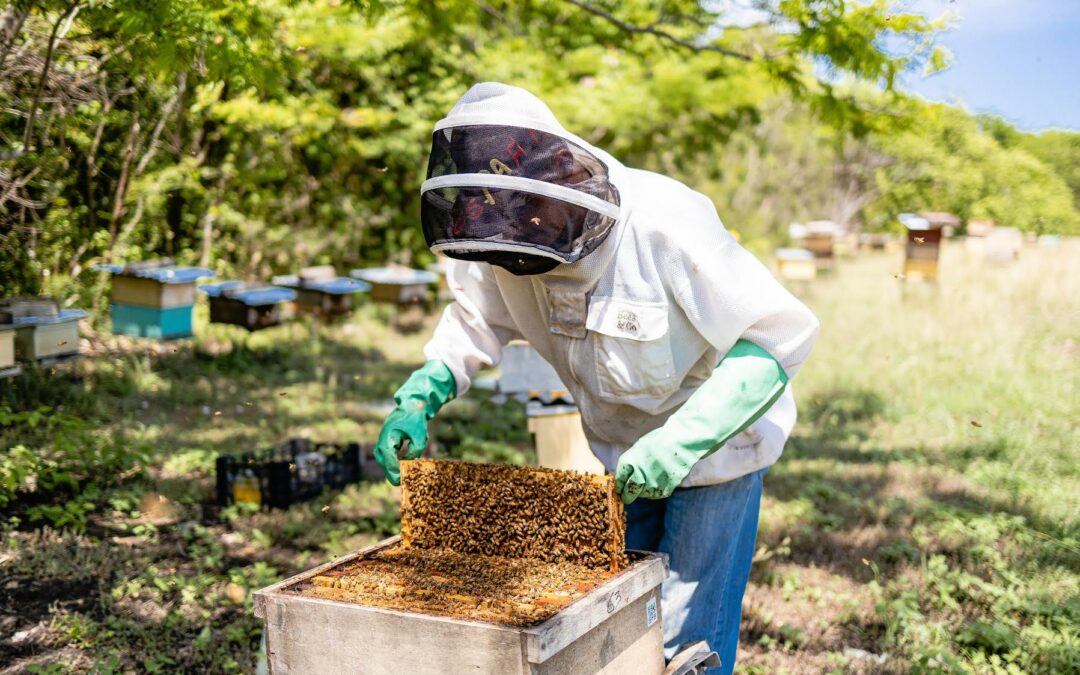 Costa Rica: Abejas producen miel de excelencia y oportunidades laborales en Guanacaste