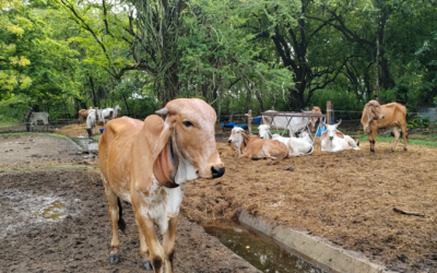 Costa Rica: Ganaderos de Guanacaste se preparan para enfrentar el cambio climático