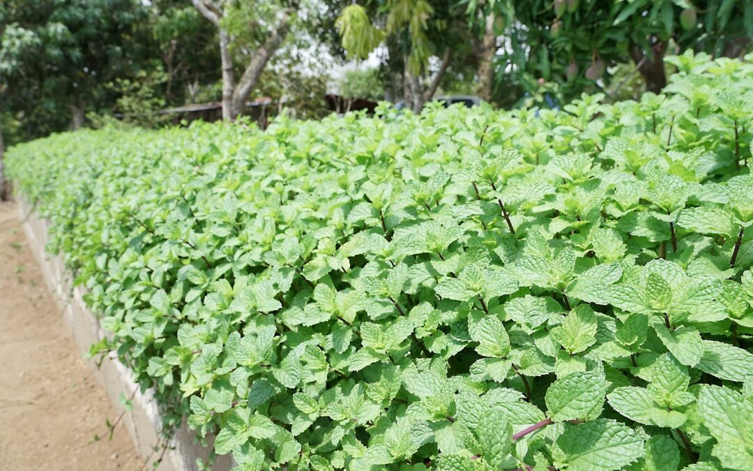 Walmart migra la producción de hierbabuena en Nicaragua hacia un modelo más sostenible