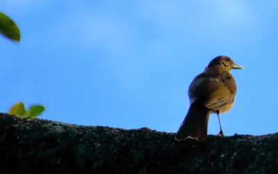 Costa Rica: 10 hectáreas de áreas verdes en Heredia se transforman en un refugio climático para la vida silvestre