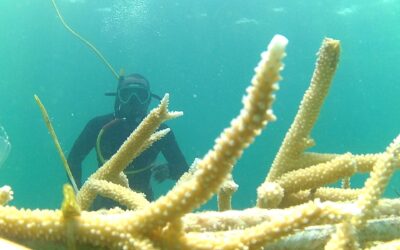 Viveros de coral para recuperar los arrecifes en un área turística de República Dominicana