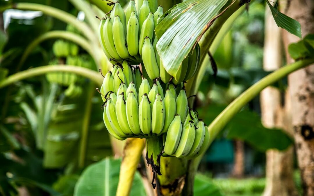 Costa Rica: Nueva molécula impulsa la producción sostenible de banano