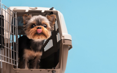 Transporte de mascotas en Centroamérica y el Caribe