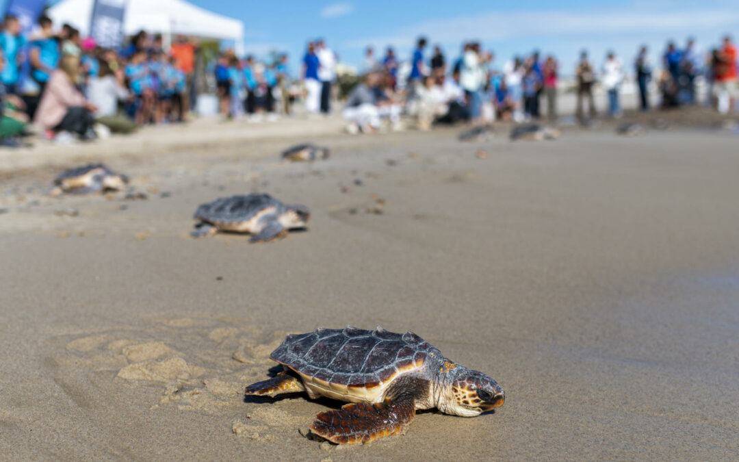 Panamá será sede en el 2028 de la COP13 para la conservación de tortugas marinas