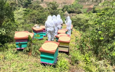 Tío Nacho y UBEES protegen a un millón de abejas en Costa Rica 