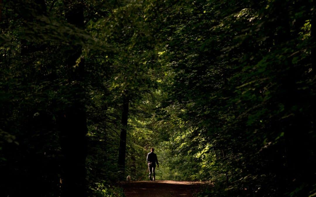 Estar 20 minutos en el bosque reduce el estrés, según un estudio de científicos austriacos