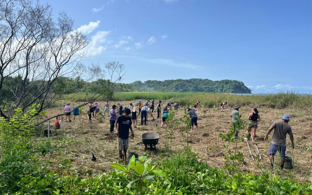 Costa Rica se moviliza para sembrar 2,5 millones de árboles en un año