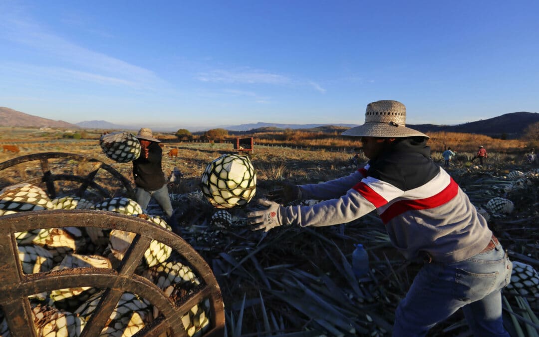 Los migrantes indocumentados en EE.UU.: fuente de impuestos, empleos y masa de consumidores