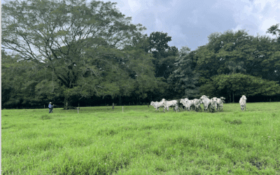 Costa Rica y Francia unen esfuerzos para la gestión sostenible de los agropaisajes