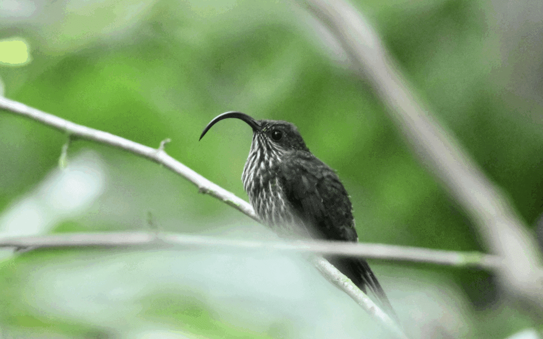 Costa Rica: Observación de aves se posiciona como un impulso para el ecoturismo y la conservación